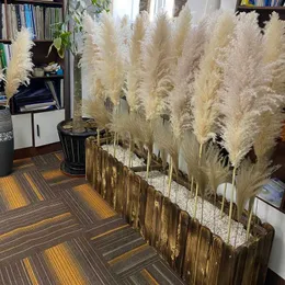 Dried Flowers 80cm Natural Reed Dried Flower White Brow Big Pampas Grass Bouquet Wedding Flower Ceremony Decoration Modern Home Decoration R230720