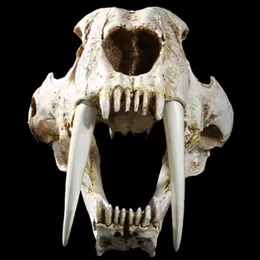 MGT 11 American Ancient Animals Saber Tooth Cat Tiger Skull Sabertooth Smilodon Fatalis Specimen Model Animal Skeleton Model237M