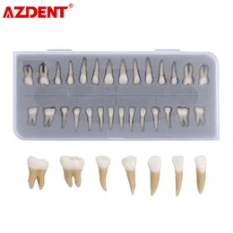 Inne higiena jamy ustnej dorosłych zębów Model 28PCS 1 1 Model dentystyczny zębów stałych Zyr-7008 Sprzęt do nauczania w szkole żywicy 230720