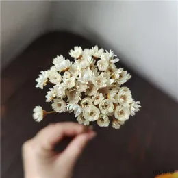 말린 꽃 미니 데이지 작은 별 꽃 꽃다발 장식 말린 꽃 천연 식물은 결혼식 가정 장식을위한 꽃을 보호합니다 R230725