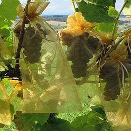 Trädgård levererar 50st/set fruktskyddspåsar skadedjursbekämpning Anti-Bird Garden Netting Strawberry Påsar Mesh Druvor Väska Färg skickas slumpmässigt