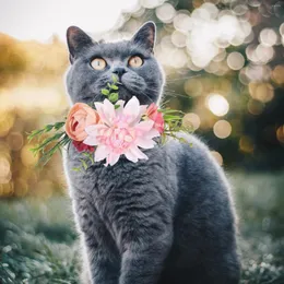 Hundhalsar Popetpop Blommor med huvudband Krona huvudkläder lämnar naturlig krans för katter bröllopsdekor brudgummen krage