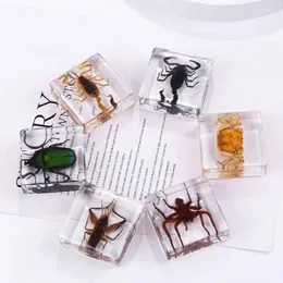 Dekorativa objekt Figurer Harts Insekt Prov Dekorationsmodell Transparent Manual Epoxy Scarab Scorpion Crab Beetle Spider Amber Decor Y23