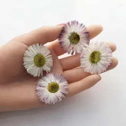 Decorative Flowers 60pcs Pressed Dried 3-4.5cm White/Purple Big Daisy Flower Plant Herbarium For Jewelry Phone Case Po Frame Bookmark DIY