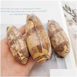 Charms 50100mm Big Conch Natural Redmouth Olive Sea Shell Home Decor Diy Crafts Seasskell för smycken Making OrnamentCharms Dro DHV9D