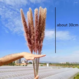 Dekoratif Çiçekler 30-60 PCS Özel Teklif Dekoration Reed Doğal Kurutulmuş Küçük Pampas Çim Phragmites Yapay Bitkiler Düğün Çiçeği