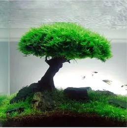 水槽植物の苔の木の装飾造園木製植物の根の流木水生植物草アクアリウムアクセサリー（モスなし）