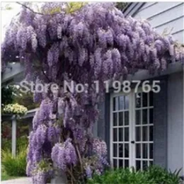 100 Pcs Selling Floribunda Chinese Purple Wisteria Tree Vine Sinensis Seeds Deciduous Flower Autumn Diy 2651