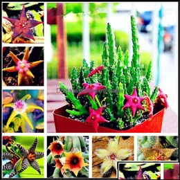 Andra trädgårdsmaterial Patio Lawn Home Stapelia Pchella Seeds Lithops Mix Succents Stone Cactus Rare For Flower Bonsai Plants100 PCS DHDLP