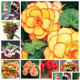 Garden Decorations 200 Pcs/Bag Seeds Mixed Begonia Flower Potted Bonsai Indoor Decoratie Beautif Wall Plant Home Decor For Christmas Dhqfa