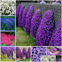 Other Garden Supplies 200 Pcs/Bag Thyme Bonsai Plant Seeds Rare Color Rock Cress Perennial Ground Er Flower Natural Growth For Home Dhifx
