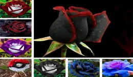 Suprimentos de jardim Sementes de rosa preta com borda vermelha cor rara popular flor de jardim Semente de arbusto perene ou flor de bonsai para casa gar7348949