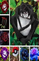Tuinbenodigdheden Black Rose Seeds met rode rand zeldzame kleur populaire tuinbloem Seed Perennial Bush of Bonsai Flower for home gar3628010