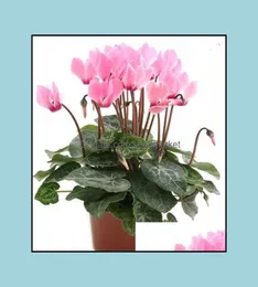 Garden Decorations Patio Lawn Home 100Pcs Cyclamen Flower Seeds Bonsai Rare Plants For The Beautifying And Air Purification Weddin9223664