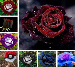 Fontes de jardim sementes de rosa preta com borda vermelha cor rara popular flor de jardim semente de arbusto perene ou flor de bonsai para casa gar3383573