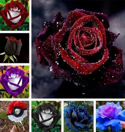 Suministros de jardín Semillas de rosa negra con borde rojo color raro flor de jardín popular Semilla de arbusto perenne o flor de bonsái para el hogar gar6254417