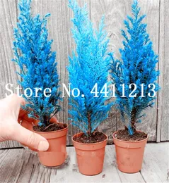 100 pcs Blue Cypress Trees Bonsai plant seeds Platycladus Orientalis Oriental Arborvitae plants Conifer plants DIY Home Garden Pla5042440
