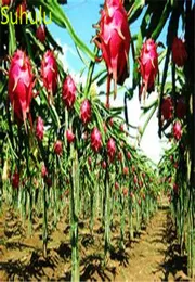 100pcs Pitaya Dragon Fruit Seeds 정원 실내 꽃 발코니 안뜰 분재 식물 고품질 미화 및 공기 정화 4677140