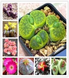 200 Pcs Seeds Mix Rare Living Stones Mix Lithops bonsai Blooming Flower Succulent Cactus Organic Bonsai Garden Bulk bonsai For Hom3511228