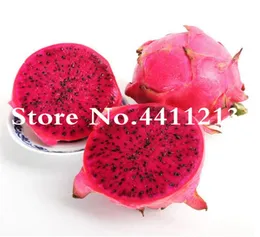 100 Real Dragon Fruit Bonsai plant seeds White And Red Pitaya Bonsai For Home Garden NonGMO Fruit Bonsai Or Potted Plants 200 Pc5248249