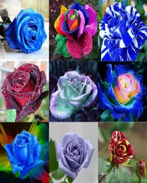 New Varieties 10 Colors Rose Flower Seeds 100 Seeds Per Package Flower Seeds For Home Garden Plants7881963