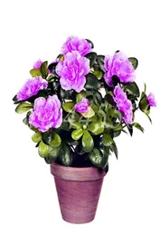 100 Pcs bag Seeds Rare Bonsai Purple Azalea Plant DIY Home Garden Looks Like Sakura Japanese Cherry Blooms Flore for Flower Pot5659176