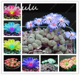 100 Pcs Mixed Lithops Seeds Rare Color Succulent Ass Flower Seeds Pseudotruncatella Living Stone Bonsai Mini Garden Plant6125458