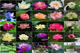Garden Supplies Lotus Seeds Bowl lotus Hydroponic plant seed Four Seasons Indoor Aquaculture Potted Flowers Water Lily Aquatic 20p2482449