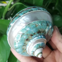 Estatuetas de objetos decorativos Grande Turbo Jade Green Shell com banda de pérolas Hermit Crab Sea Shells para Crafting Coastal Home Decor Accent e Vaso Filler 230615