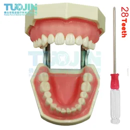 Andra orala hygienens tandsimuleringshuvudmodell Dentistry Tandmodell Phantom Dentistry Eendodontics Harts Tänder Undervisning Tillbehör Mjuka GUMS 230617