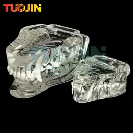 ÖVRIG MANRAL HYGIEN HESKIN Transparent hundkatttänder Modell Pet Dental Teeth Model Animal Harts Tand Veterinary Dental Teaching 230617