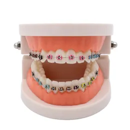 Andra orala hygientand tandmodell Ortodontiska tändermodell för att studera undervisning Ortho Modeling Dentist Oral Care Dentistry Products 230617