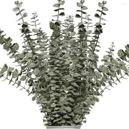 Decorative Flowers Dried Eucalyptus Branches Real 12 Pcs Natural Stems Plant Live Indoor For Shower Wedding