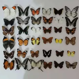 Decorative Objects Figurines 10-50Pcs Natural Unmounted Rhopalocera Le Papillon Butterfly Specimen Artwork Material Decor 230928