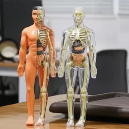 Obiekty dekoracyjne figurki 3D ludzkie ciało tułowia dla dzieci anatomia szkielet konstrukcja DIY Zespół organów 231009