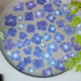Fiori decorativi 60 pezzi pressati essiccati naturali blu intenso ortensia macrophylla piante da fiore erbario per gioielli cassa del telefono segnalibro artigianale