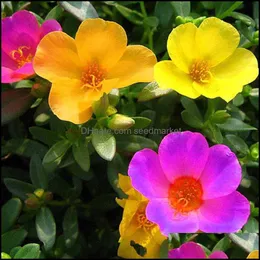 Decora￧￵es de jardim Decora￧￵es de jardim 100pcs Portaca Grandiflora Sun Flower Seeds Bonsai Planta rara para o p￡tio em casa Plantando aerob otsvd