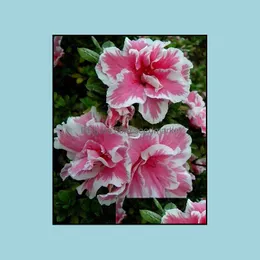 기타 정원 용품 100pcs/bag Seeds 일본 Azalea Bonsai Plants Rhododendron Showy 꽃 야외 나무 DIY 홈 정원 PUR SOIF OTR2A