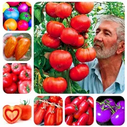 24 tipos de sementes de tomate nutritivo raras sementes de tomate enormes Bonsai orgânico sementes de frutas vegetais em vasos para jardins domésticos 100 pc286v