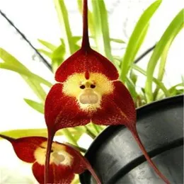 Samen 500 Stcs seltene japanische Affengesichts Orchid Bonsai DIY Home Garden Pflanzen Topf Bonsai Blumen Flores Orchid Multiple Va221y