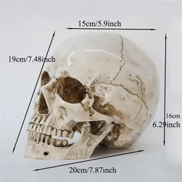 Obiekty dekoracyjne Figurki Model ludzkiej głowy Model Replika żywicy w naturalnym rozmiarze 1 1 Halloween Dekoracja Wysokiej jakości czaszka domowa 220827