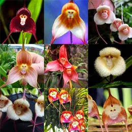 씨앗 100 pcs 희귀 말레이시아 원숭이 얼굴 꽃 씨앗 분재 diy 홈 정원 식물 냄비 분재 꽃 Flores 난초 여러 품종