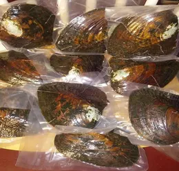 Bulk 10pcs Vakuum Vakuum gepackt Big Monster Austern mit 2030pcs natürlichen Perlen kultivierte Süßwasser -Austernschale Pearl Farm Supply -Geschenke8169007