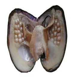Presentes de jóias Shell Desejo que a ostras de pérolas aspiram a 39 mm aleatoriamente em colorido 100 pérolas reais naturais no monstro de ostras bp0028074183