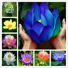 Sementes de flores por atacado Novas variedades azuis lotus planta sementes de plantas natura