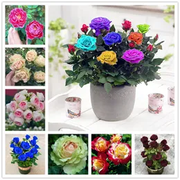 50 pc's natuurplanten bloemzaden multi -heads regenboog parfum rozenzaad nieuwe vari￫teiten sier sierbonsai bloem home tuin diy potted plant groothandel
