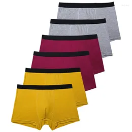 Underbyxor mjuka och andningsbara boxershorts trendig sport avslappnad 2022 senaste långa underkläder polyester sommartecknad film