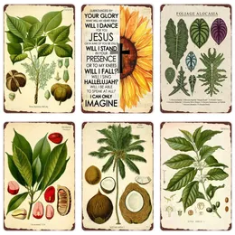 Plant Herbarium Vintage Metal Malarstwo cola acuminata retro ilustracje plakaty sztuki