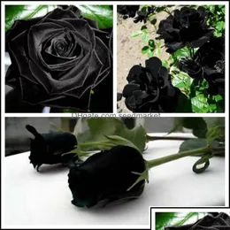 Outros suprimentos de jardim Pátio Home Home New Chegada 100pcs China Rara Black Flower Semente de Flor Beautif Puted Ot78Y