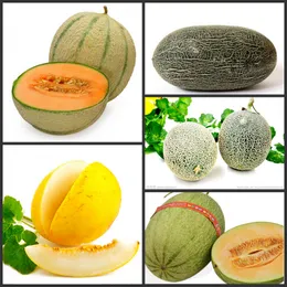 10PCS " Sweet Melon " Fruit Seeds Rare flower Plant Semillas Selected sementes for Garden decoration